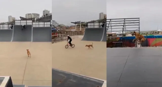 Perrito hace saltos curiosos en pista de deporte extremo y saca sonrisas a más de uno. Foto: composición GLR/Captura de Instagram/dog.ahoyy/