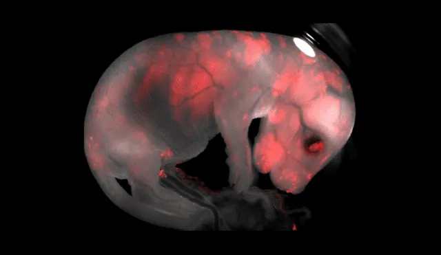 Un experimento en Japón logró por primera vez crear ratones sanos y fértiles que tienen dos padres biológicos. Foto: referencial/Salk Institute
