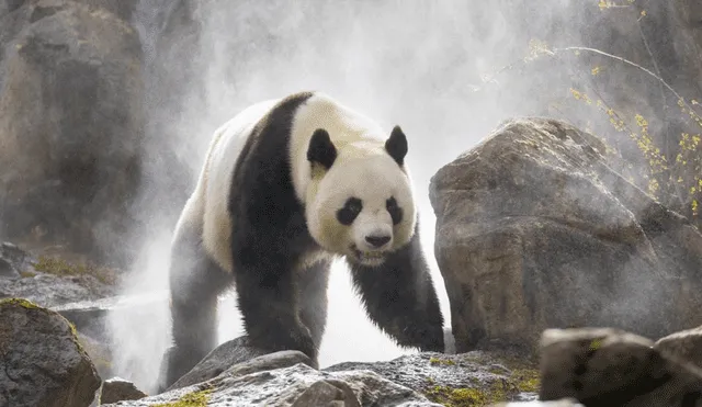 El panda gigante hervíboro s el único oso existente en su propio género y especie, pero perteneció a una familia diversa hace millones de años. Foto: earth.com