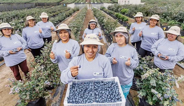 Equidad. Buscan mejoras salariales para trabajadores agrarios. Foto: difusión