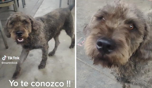 Un perro parecido al del "Narrador de cuentos" se hizo viral en TikTok. Foto: composición LR/TikTok. Video: TikTok/martinikick