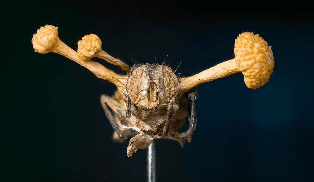 Cadáver de una mosca infectada por el hongo zombi ophiocordyceps. Foto: Adobe Stock / Daniel Newman