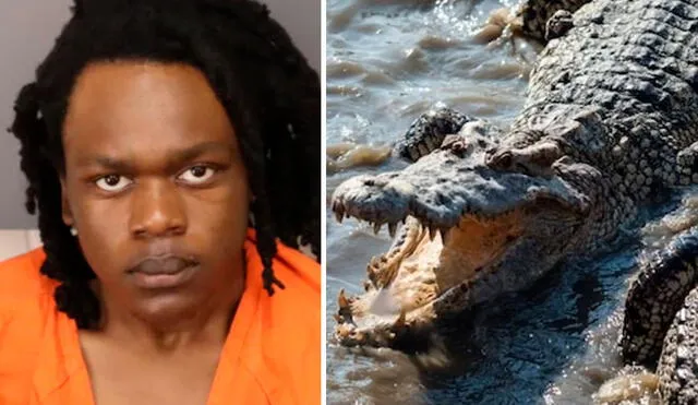 La búsqueda se detuvo cuando uno de los agentes vio a un enorme cocodrilo con “un objeto en la boca” dentro del lago Maggiore. Foto: Tampa Bay Times