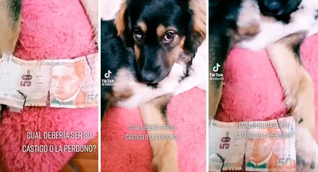 Perrita enternece en redes sociales y usuarios piden que no la castiguen. Foto: composición LR/ captura de TikTok/@kalyv20