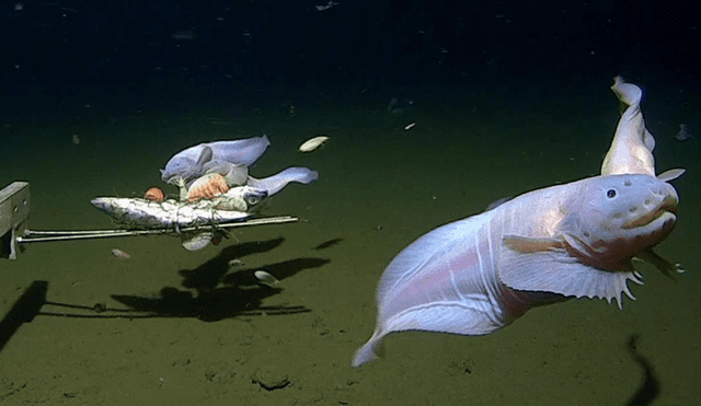 Peces caracoles filmados a más de 8.000 metros de profundidad. Foto: UWA