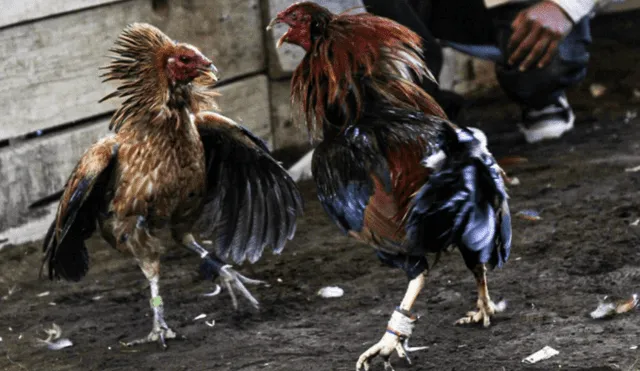 Las peleas de gallos se realizan de forma clandestina en muchos lugares de México. Foto: Juan José Estrada/Cuartoscuro