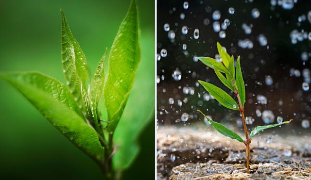 Las plantas y su relación con la lluvia. Foto: composición LR/Freepik