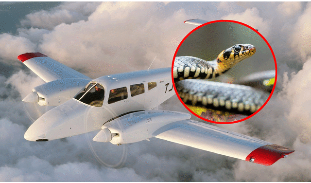 "Había una serpiente debajo de mi asiento en la cabina y necesitaba aterrizar el avión lo antes posible", dijo el piloto. Foto: composición LR / Semana / L3Harris Airline Academy