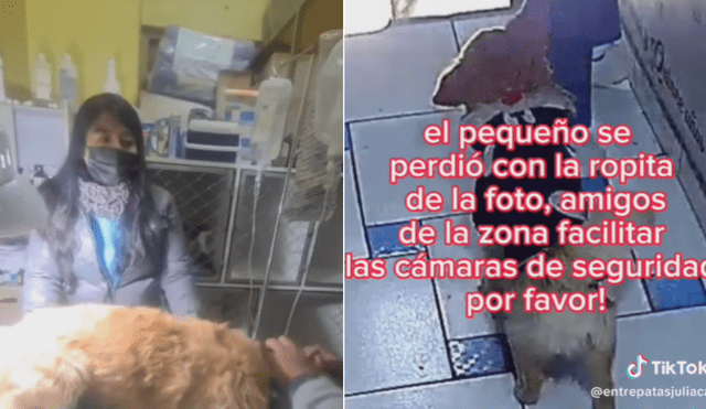 Perrito grave tras abuso sexual en Juliaca. Foto y video: @entrepatasjuliaca