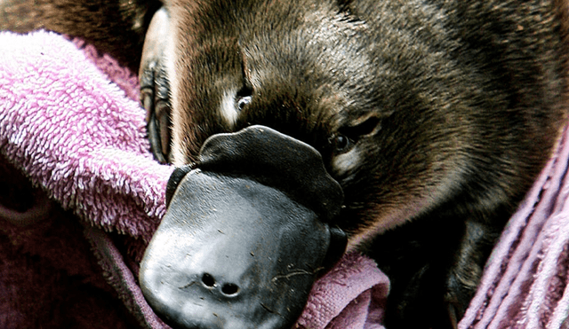 Los ornitorrincos forman parte de un raro orden de mamíferos que ponen huevos. Foto: AFP