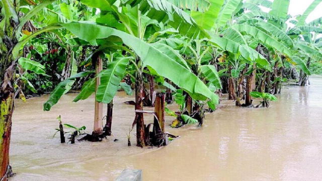 Cultivos de plátanos se afectaron a consecuencia de las lluvias. Foto: diario La Hechicera