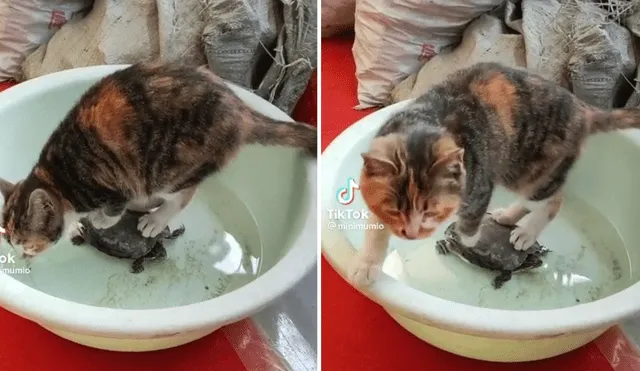 Usuarios comentaron que el gato es inteligente. Foto: composición LR/captura/TikTok