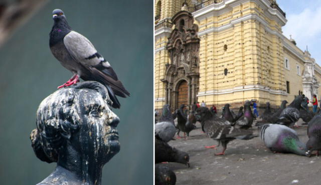 En Lima habitan cuatro tipos de palomas. Foto: composición LR / Gabriel García Barandiarán / viajeros.com