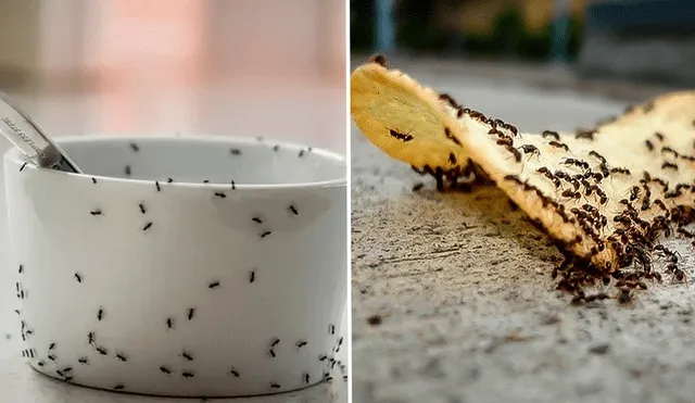 Las hormigas vuelan cuando se encuentran en época de apareamiento. Foto: composición LR/cucinare