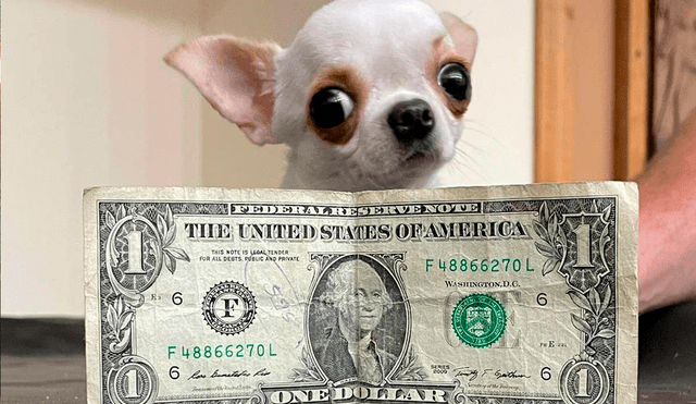 Pearl, la chihuahua de 9,14 centímetros, fue coronada oficialmente como el nuevo perro vivo más pequeño del mundo. Foto: Guinness World Records