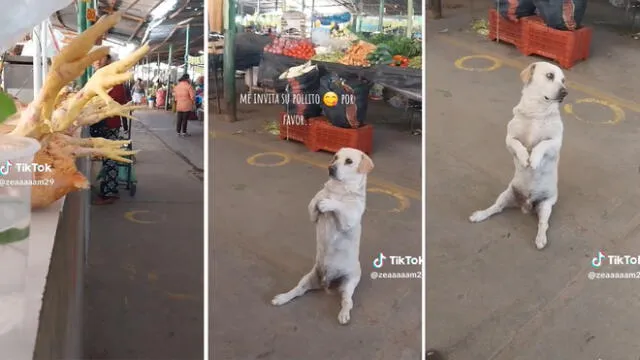 El video acumuló más de un millón de reproducciones en la red social china. Foto: captura de TikTok/@zeaaaaam29