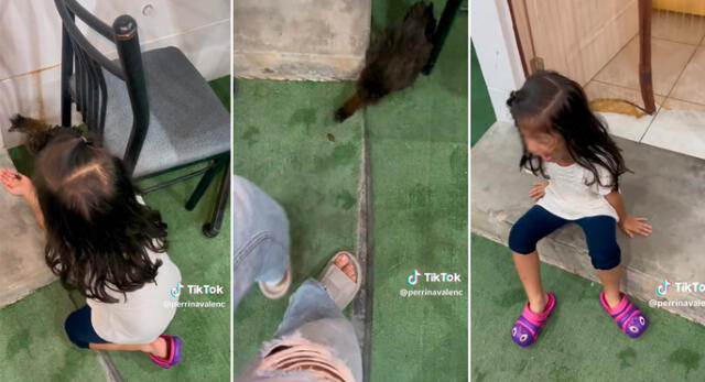 Tía de la niña compartió un video en el que se muestra que el pollo se come al grillo. Foto: composición LR/ captura de TikTok