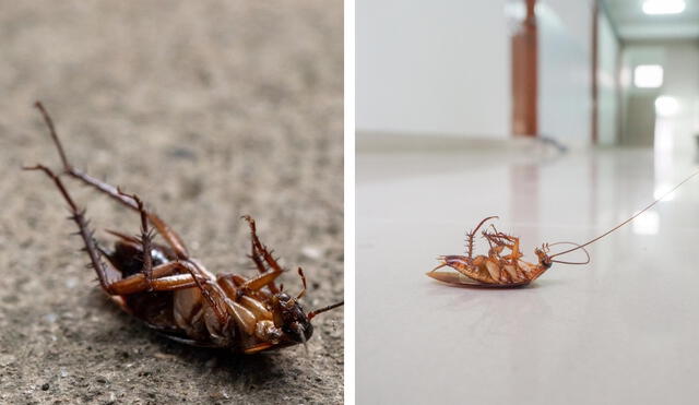 Es muy poco probable que estos insectos en su ambiente natural mueran a causa de su edad. Foto: composición LR/Todo Plagas/El Nuevo Día