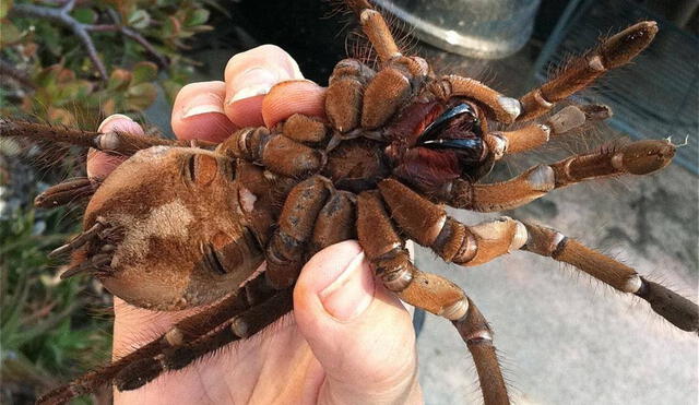 La tarántula goliat es la araña más grande del mundo, según el libro de los récords Guiness. Foto: Muy interesante México