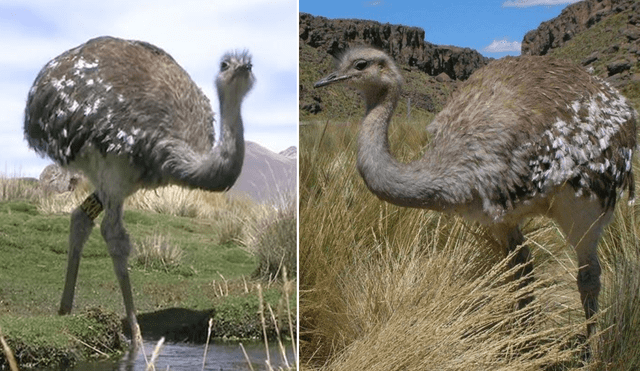 El ave suri puede vivir en zonas como desiertos, suelos salinos o bofedales. Foto: composición LR/Andina/El Popular