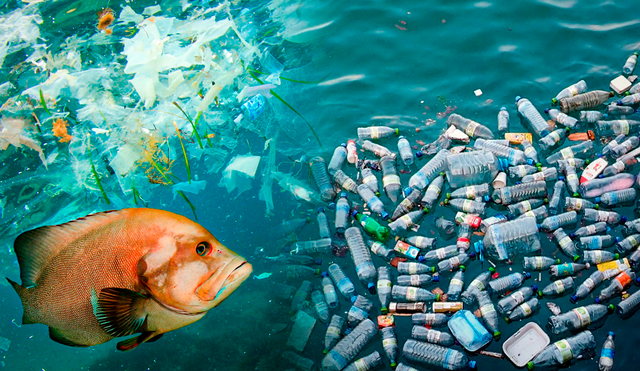 "El plástico representa el 85% del total de la basura en los océanos", afirma la ONU. Foto: composición LR / Jazmin Ceras / Fundacion Aquae. Video: La Sexta