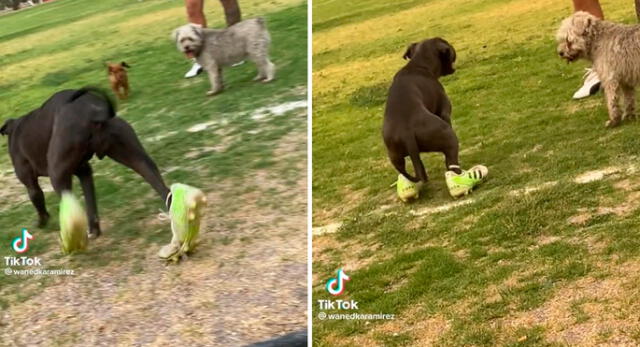 La curiosa escena es viral en TikTok. Foto: composición LR/captura/TikTok