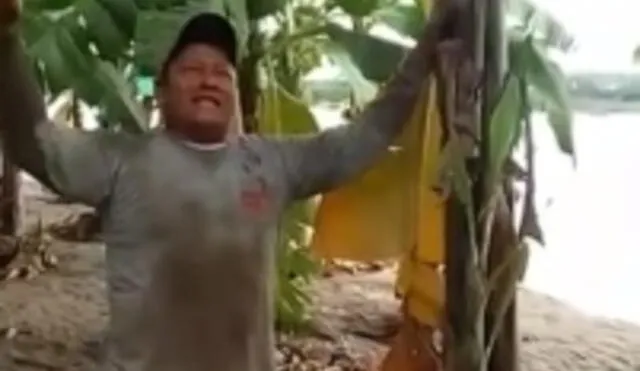 El agricultor perdió gran parte de su siembra en el distrito de Querecotillo. Foto: captura de Del Chira Noticias - Video: