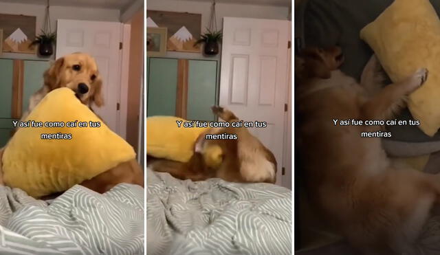 Muchos usuarios denotaron cómo quedó el perrito tras la caída. Foto: composición LR/ceylacamacho/TikTok. Video: ceylacamacho/TikTok