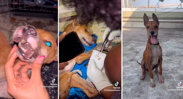 La evolución de la salud del perrito tiene buenos resultados. Foto: composición LR/ captura de TikTok