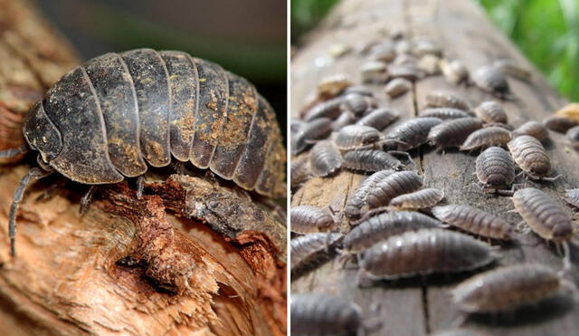 Los chanchitos de tierra son inofensivos y no atacan a las personas. Foto: composición LR/Portal Frutícula/difusión