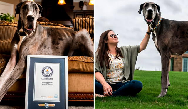 El perro más grande del mundo ha sido reconocido por los Guinness World Records. Foto: composición LR/guinnessworldrecords