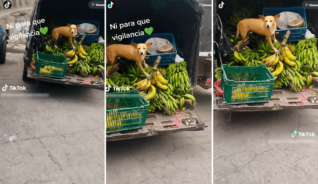 El perrito demostró ser todo un guardián. Foto: composición de LR/captura/@Ladensmithcastrochavez/TikTok