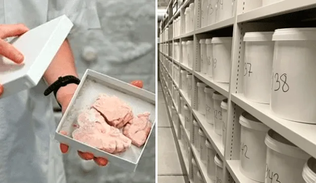 La colección de cerebros y toda su documentación están disponibles para cualquier investigador que presente un proyecto relevante. Foto: composición LR/CNN/BBC