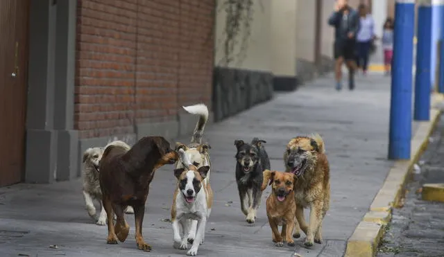 Preocupante. Situación de los perros callejeros preocupa porque se siguen presentando casos de rabia canina en la ciudad. Foto: La República.