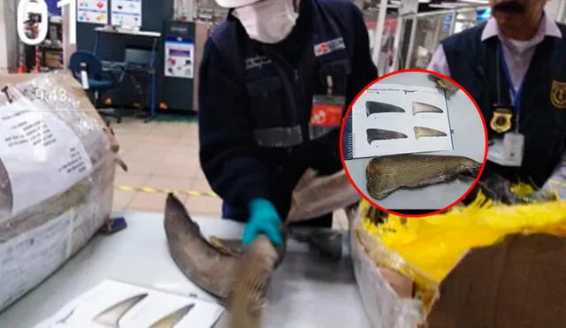 Yuelin Gan adquirió ilegalmente un total de 65,88 kilogramos de aletas deshidratadas de tiburón martillo y tiburón zorro, en Ilo. Foto: Ministerio Público