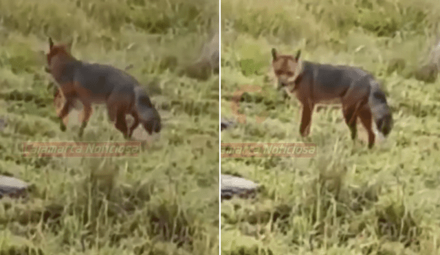 El 'amigo de Run Run' en Cajamarca. Foto y video: Cajamarca Noticiosa