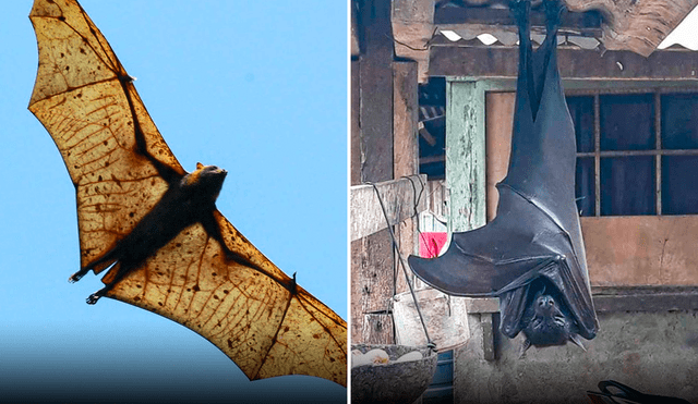 El zorro volador filipino es un murciélago megaquiróptero de la familia Pteropodidae. Foto: composición LR/@InformaCosmos/difusión