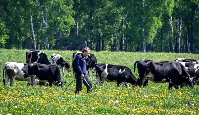 En el último reporte de síntesis del IPCC se eliminaron advertencias sobre el impacto de la carne en el medio ambiente. Foto: La República