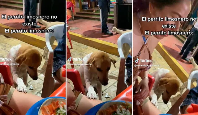 Singular forma de pedir comida del perro se hizo viral en redes. Foto: composición LR / capturas de TikTok / @amandaguirrecrz