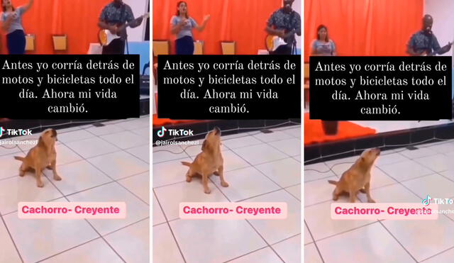 Pequeño can sorprendió por su peculiar pasión para cantar en la iglesia. Foto: composición LR/captura/@jairolsanchezl/TikTok