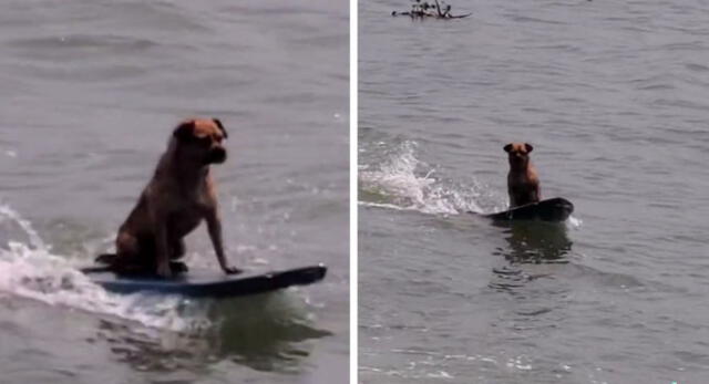 Usuarios elogiaron al can tras verlo con buen equilibrio sobre el mar. Foto: composición LR/ TikTok/ @manzanitaitzel