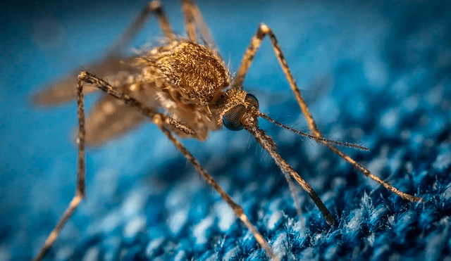 Los mosquitos pueden causar más 725.000 muertes al año. Foto: Prensa Libre