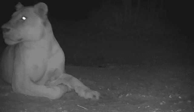 La caza furtiva de este león causó la disminución de su población. Foto: PN Sena Oura, Chad MEPDD/WCS