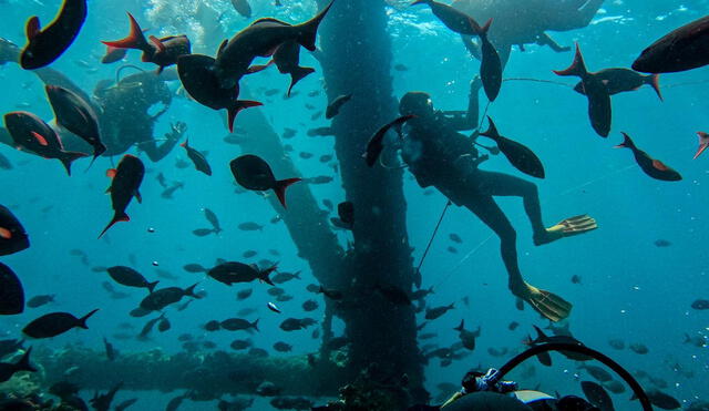 El arrecife natural es horas de decenas de especies marinas. Foto: Chelonia