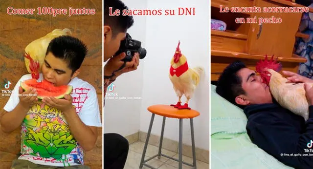 Los usuarios mencionaron que Lino es muy educado. Foto: composición LR/ TikTok/ @lino_el_gallo_con_botas