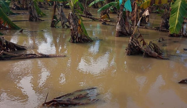 perjuicio. Agricultores pertenecientes a la Junta de Usuarios del Chira lamentaron nuevo desborde de aguas de afluente en parcelas. Almendra Ruesta