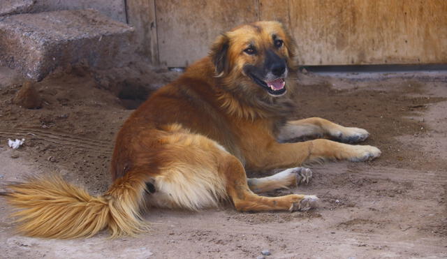 El perro chiribaya es uno de los héroes olvidados del desarrollo ganadero andino. Foto: archivo LR
