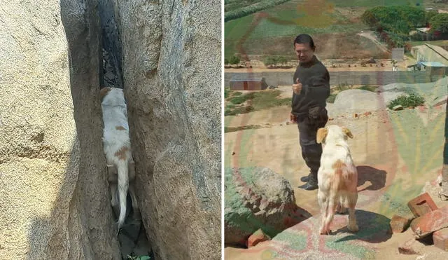 Animal fue rescatado sin lesiones. Foto: Seguridad Ciudadana de Moche