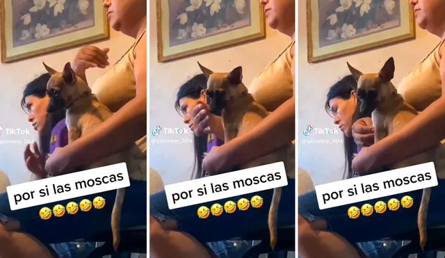 Singular acción de la dueña con su mascota se volvió viral en redes sociales. Foto: composición LR / capturas de TikTok / @geovanny_504