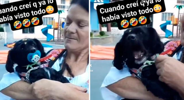 Perrito llora como bebé cuando su dueña le quita el chupón de la boca. Foto: composición LR/ TikTok/ @PoncholoRosa